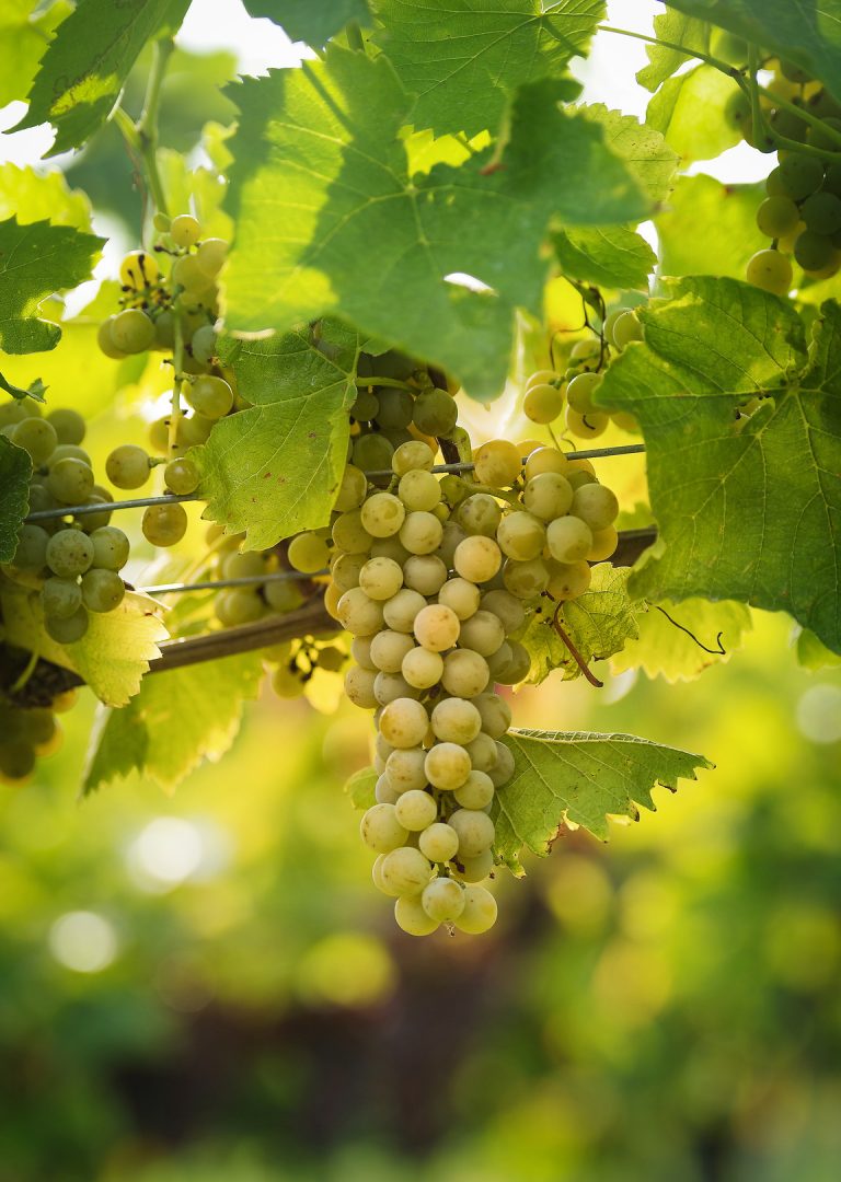 Muscaris Weinbauverband Kärnten