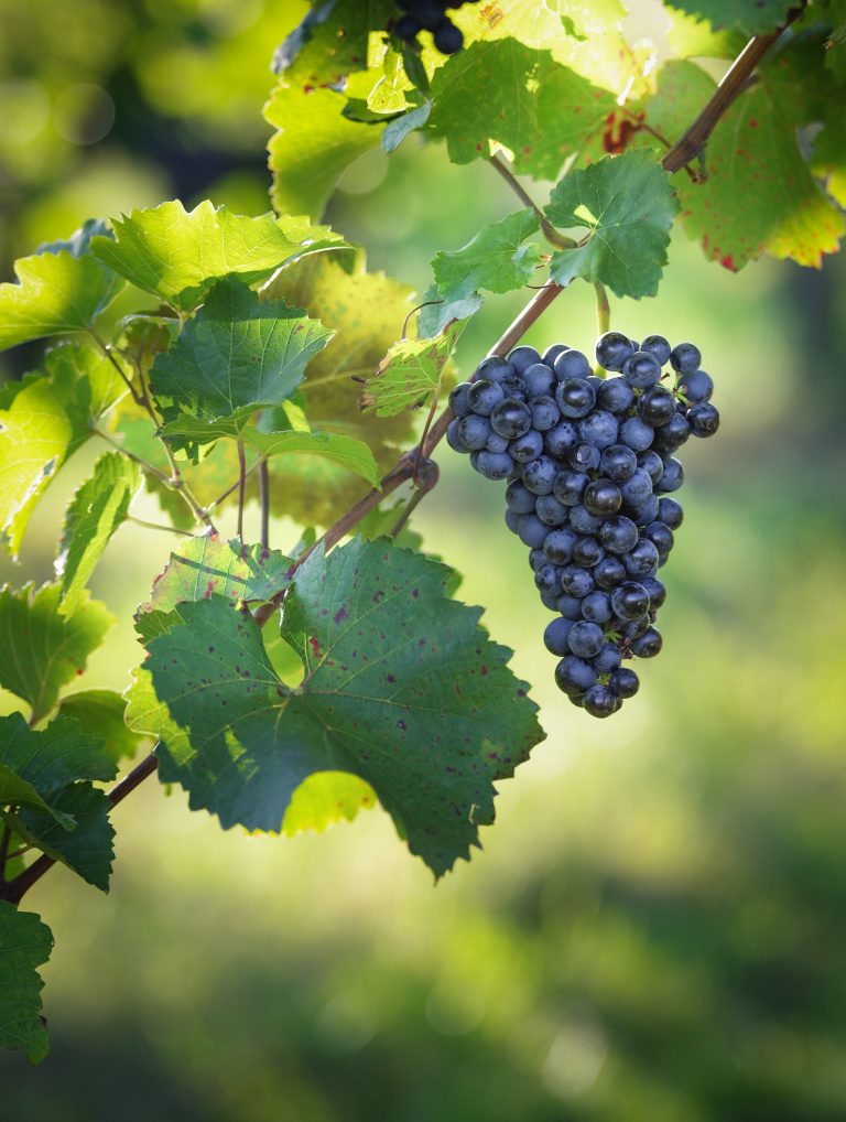 Zweigelt Weinbauverband Kärnten